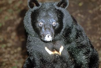 Amazon.co.jp: 平成 熊あらし 異常出没を追う 《DVDネイチャーシリーズ